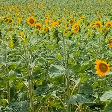 Les Murmures De Charente * Villiers-le-Roux